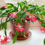 The Best Way To Repot Your Christmas Cactus