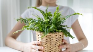 Why is my Boston fern turning brown? |